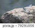 テイクオフするぞ 79291056