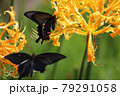 クロアゲハの舞 79291058