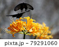 クロアゲハの追跡 79291060