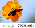 蜂のお仕事 79291061