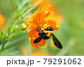 蜂のかぶりつき 79291062