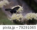 彼岸花に舞うクロアゲハ 79291065