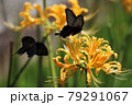 クロアゲハのデート 79291067