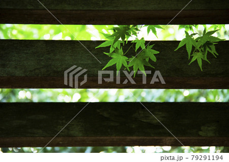 パーゴラと新緑のモミジ パーゴラと新緑のモミジ 79291194
