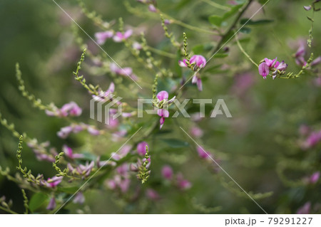 ハギの花 79291227