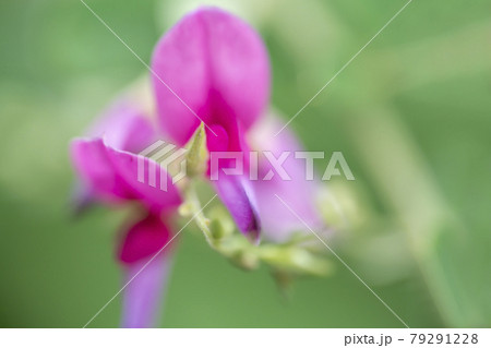 ハギの花 79291228