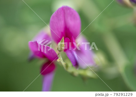 ハギの花 79291229