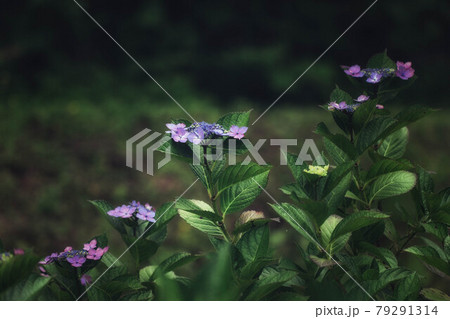 額紫陽花 額紫陽花 79291314