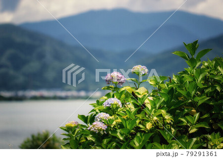 滋賀県長浜市 余呉湖のアジサイ園に咲く紫陽花と初夏の風景の写真素材