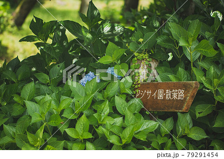 滋賀県長浜市 余呉湖畔にあるアジサイ園の看板と青い紫陽花の写真素材
