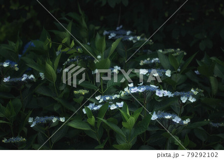 額紫陽花の群生 額紫陽花の群生 79292102
