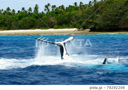 ザトウクジラ ザトウクジラ 79292206