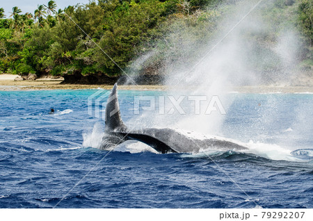 ザトウクジラ 79292207