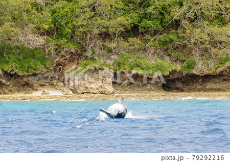 ザトウクジラ ザトウクジラ 79292216