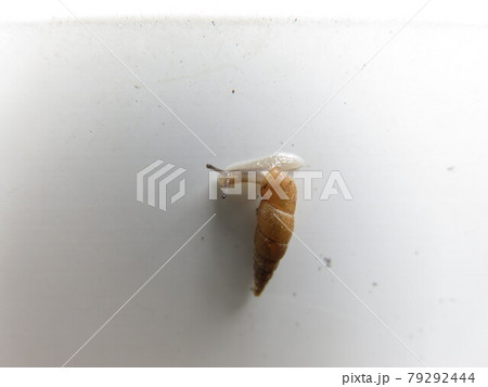 キセルガイ キセルガイ 79292444