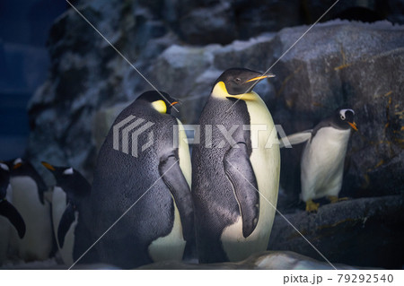 珍しきコウテイペンギン 珍しきコウテイペンギン 79292540