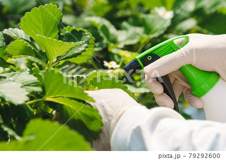 イチゴの苗に農薬をまく 79292600