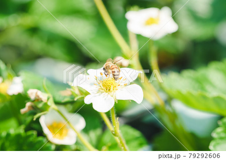 イチゴの花とミツバチ イチゴの花とミツバチ 79292606