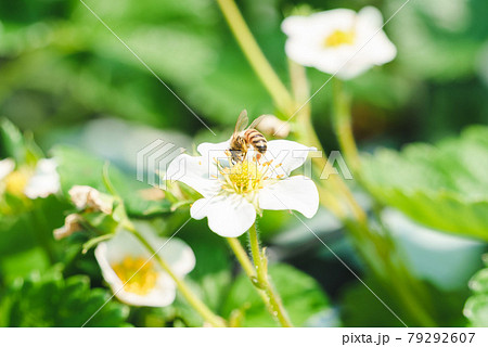 イチゴの花とミツバチ 79292607
