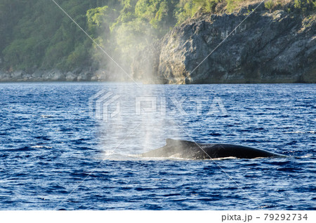 ザトウクジラ 79292734