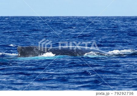 ザトウクジラ 79292736