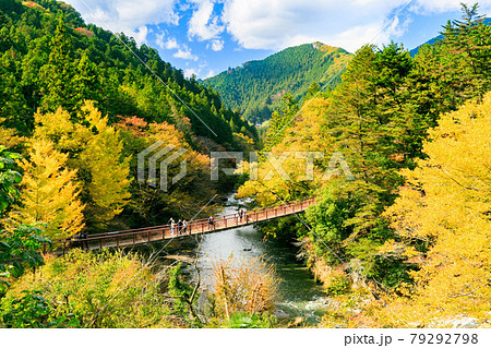 東京都あきる野市 秋川渓谷 石舟橋のイチョウの紅葉 東京都あきる野市 秋川渓谷 石舟橋のイチョウの紅葉 79292798