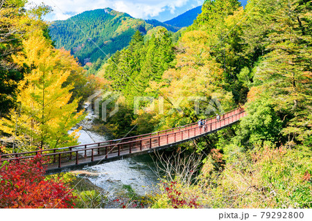 東京都あきる野市　秋川渓谷　石舟橋のイチョウの紅葉 79292800