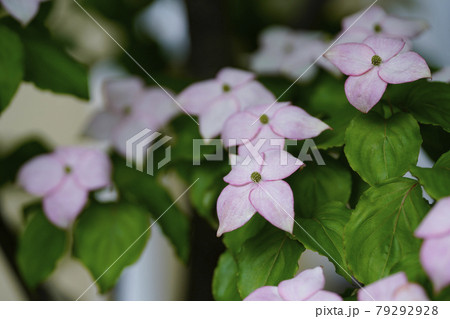 ピンクのヤマボウシの花の写真素材