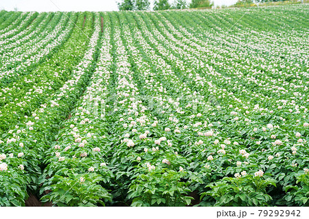 じゃがいも畑 農産物 北海道 じゃがいも畑 農産物 北海道 79292942