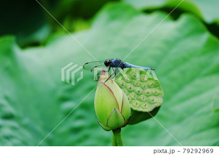 しっとりした雰囲気のピンク色の蓮の花とトンボの写真素材 しっとりした雰囲気のピンク色の蓮の花とトンボの写真素材