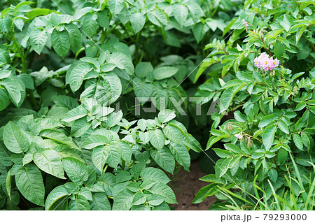 じゃがいも畑　北海道 79293000