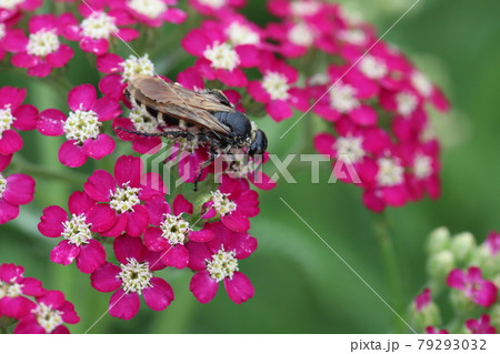 初夏の公園に咲くノコギリソウの蜜を吸うハラナガツチバチ 79293032