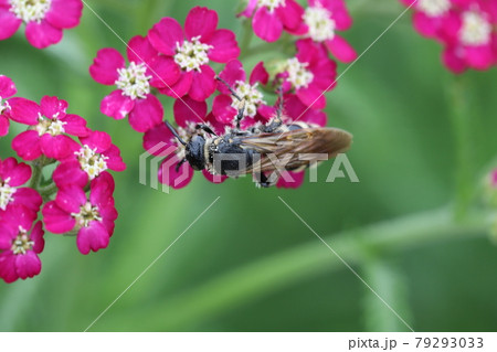 初夏の公園に咲くノコギリソウの蜜を吸うハラナガツチバチ 初夏の公園に咲くノコギリソウの蜜を吸うハラナガツチバチ 79293033