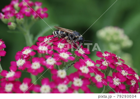 初夏の公園に咲くノコギリソウの蜜を吸うハラナガツチバチ 初夏の公園に咲くノコギリソウの蜜を吸うハラナガツチバチ 79293034