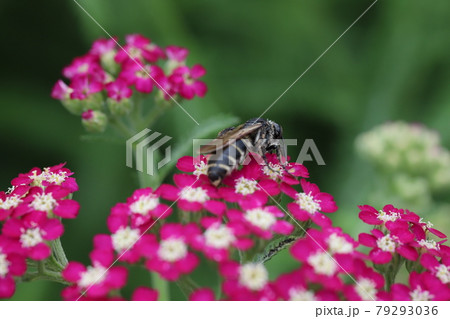 初夏の公園に咲くノコギリソウの蜜を吸うハラナガツチバチ 初夏の公園に咲くノコギリソウの蜜を吸うハラナガツチバチ 79293036