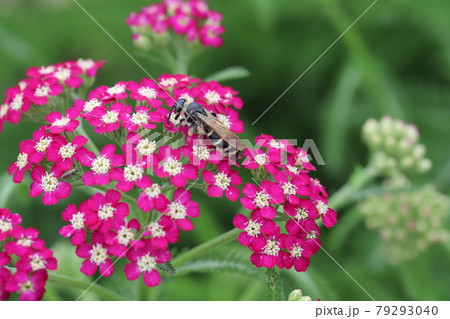 初夏の公園に咲くノコギリソウの蜜を吸うハラナガツチバチ 初夏の公園に咲くノコギリソウの蜜を吸うハラナガツチバチ 79293040