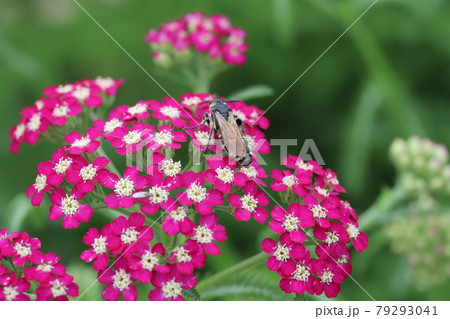 初夏の公園に咲くノコギリソウの蜜を吸うハラナガツチバチ 初夏の公園に咲くノコギリソウの蜜を吸うハラナガツチバチ 79293041