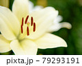 ユリの花畑 79293191