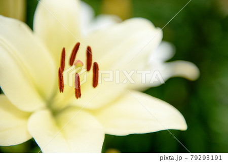 ユリの花畑 79293191
