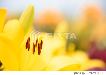 ユリの花畑 79293192