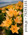 ユリの花畑 79293193