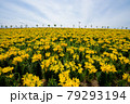 ユリの花畑 79293194