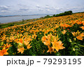 ユリの花畑 79293195