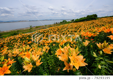 ユリの花畑 ユリの花畑 79293195