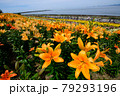 ユリの花畑 79293196