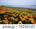 ユリの花畑 79293197