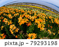 ユリの花畑 79293198