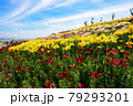 ユリの花畑 79293201