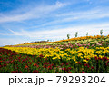 ユリの花畑 79293204
