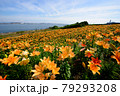 ユリの花畑 79293208